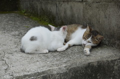 ねこ
