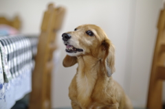 ミス犬