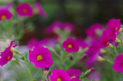 お花