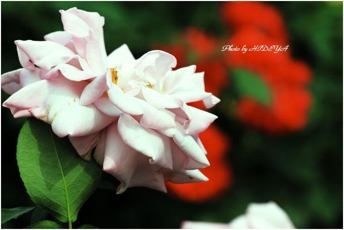 薔薇