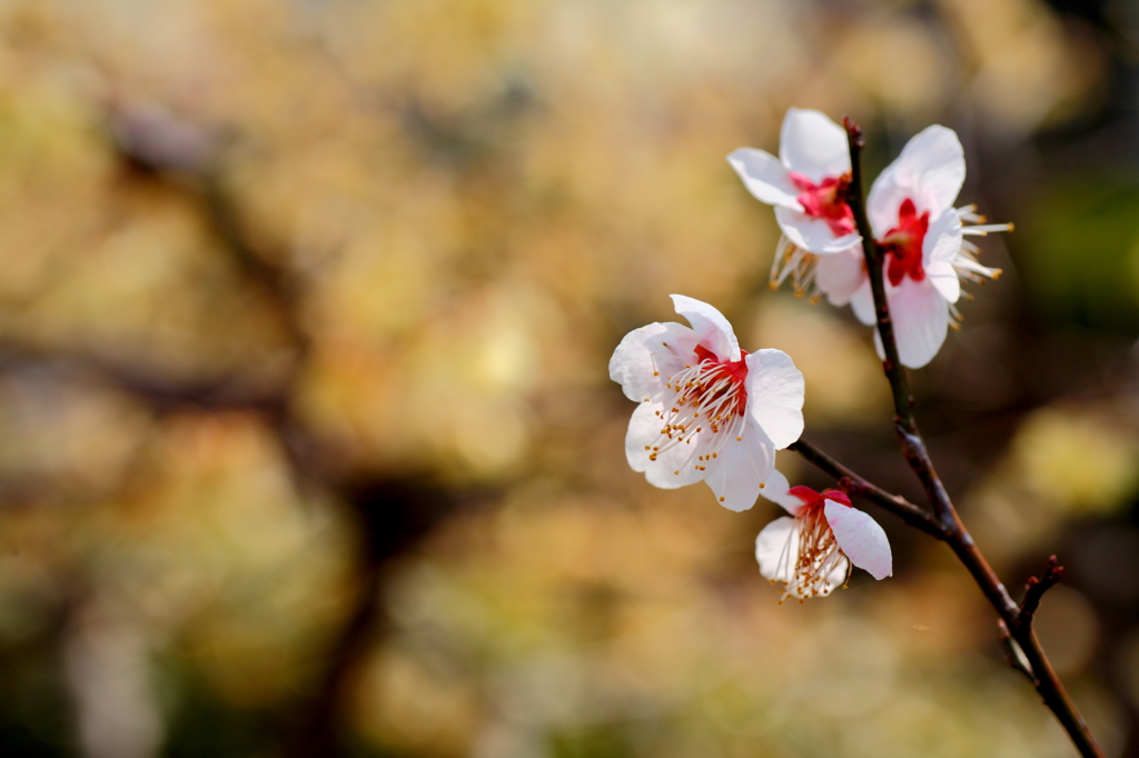 梅の花