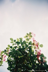 バラ　植物園にて