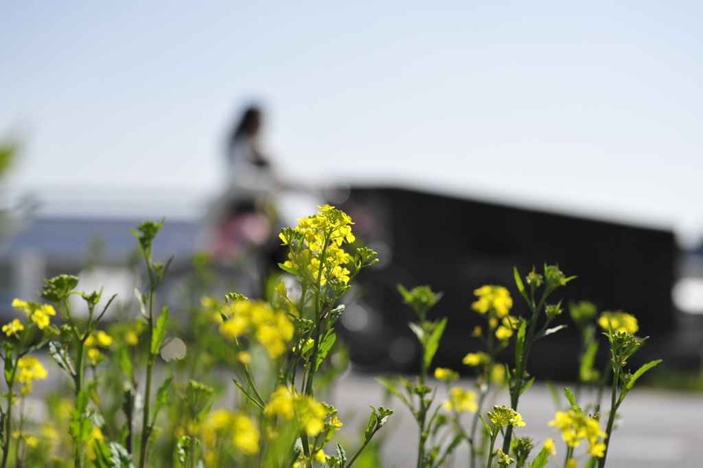 はるのひとコマ