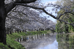 桜水路