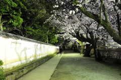 桜の小道