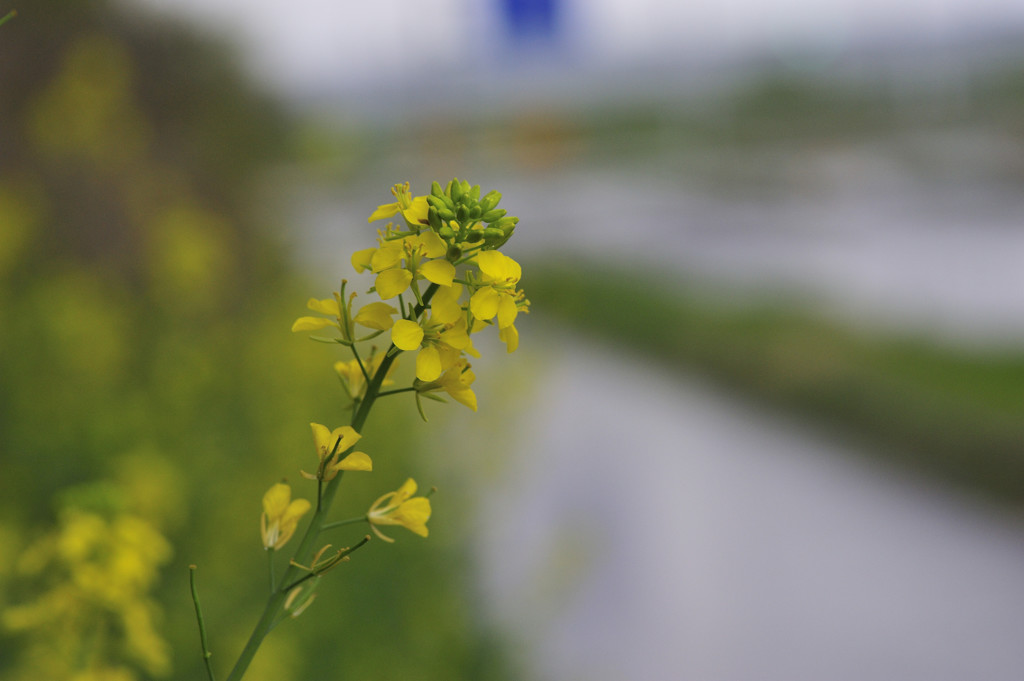 菜の花