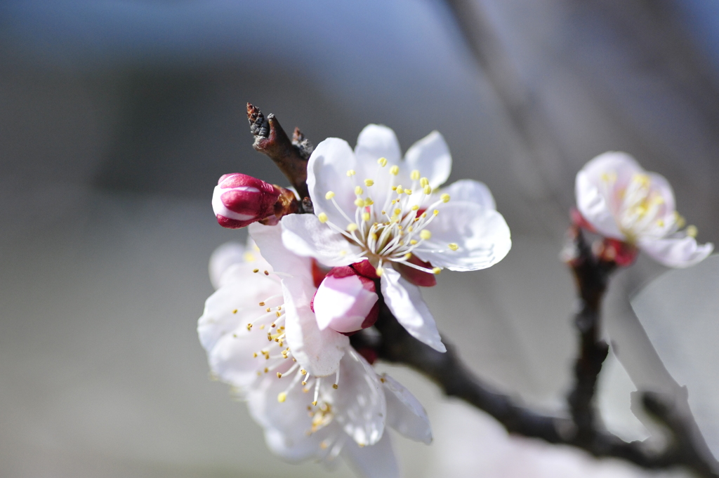 うめまっさかり