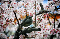 桜満開