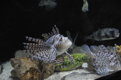 水族館の住人