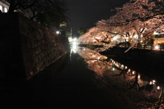 桜通り