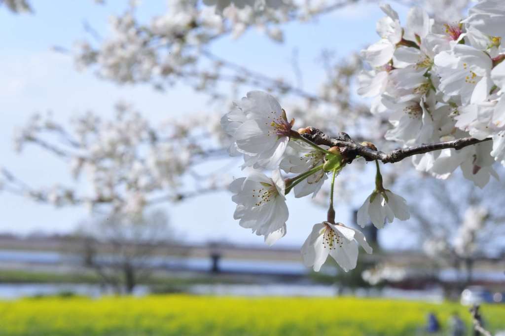 菜の花遠景