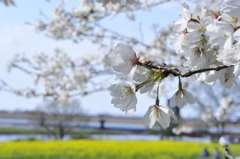 菜の花遠景