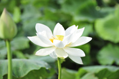蓮花