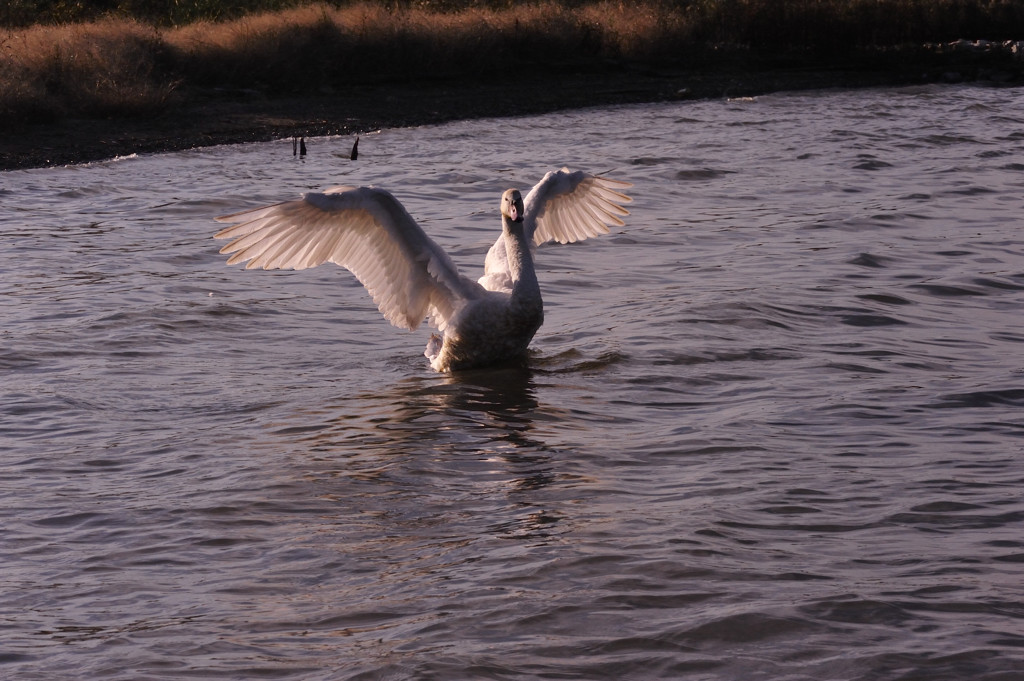 ヤマト発進！！