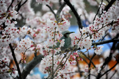 桜満開２