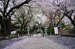 参道のさくら