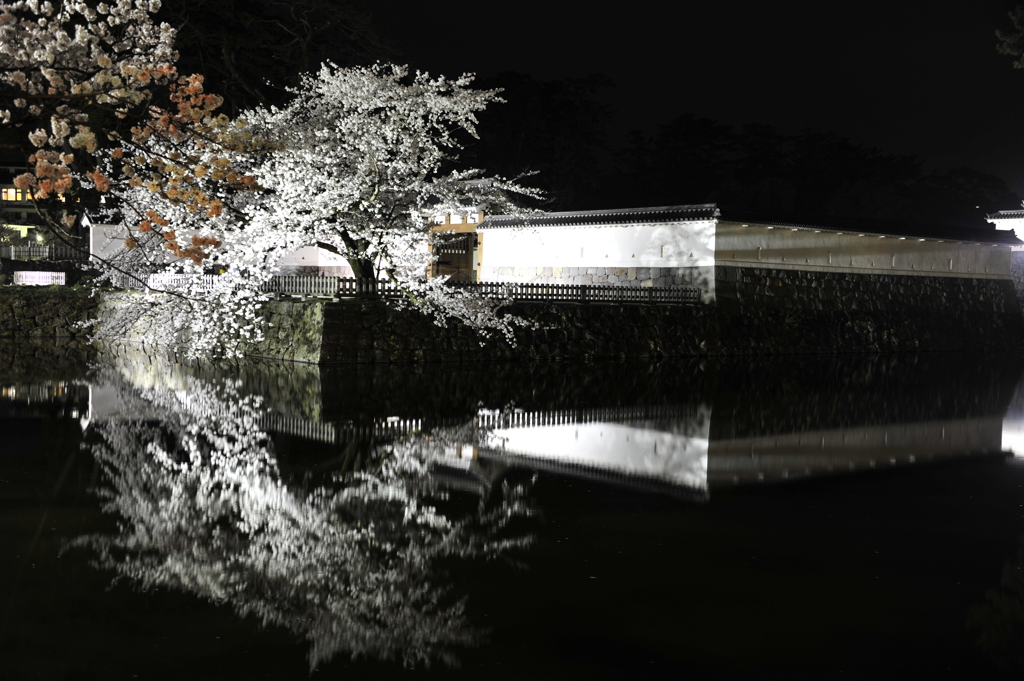 夜桜