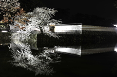 夜桜