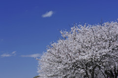 桜を仰いで