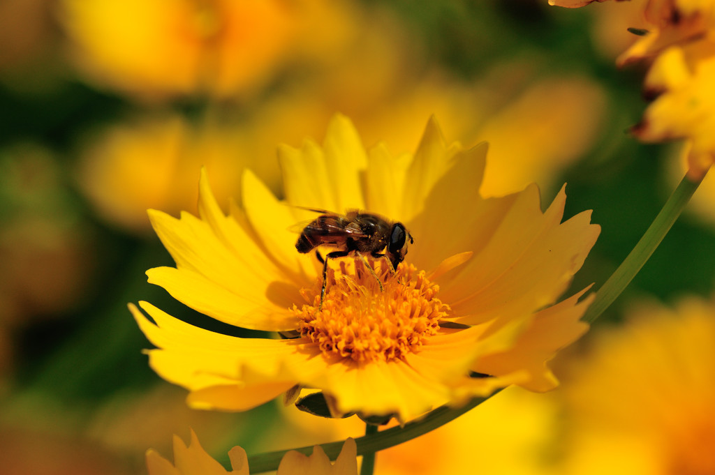 うん・うまい！