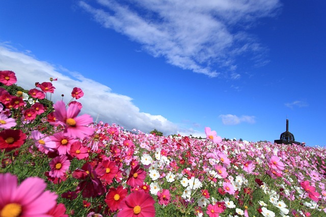 秋桜