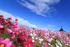 秋桜