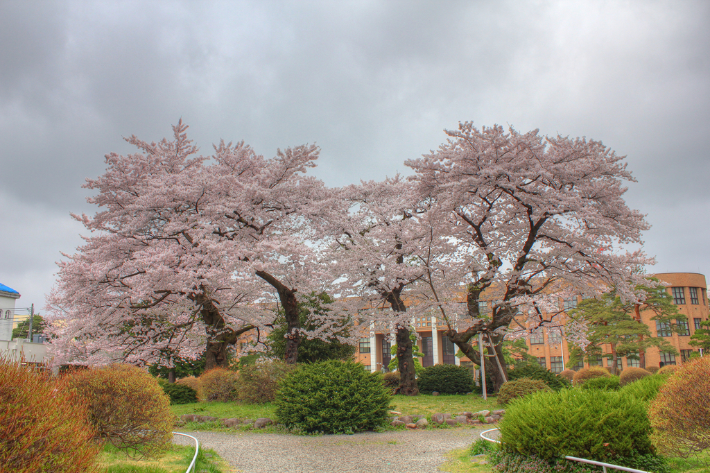 東北大学片平キャンパス