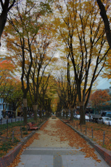 Autumn at lovely Sendai's Jozenji