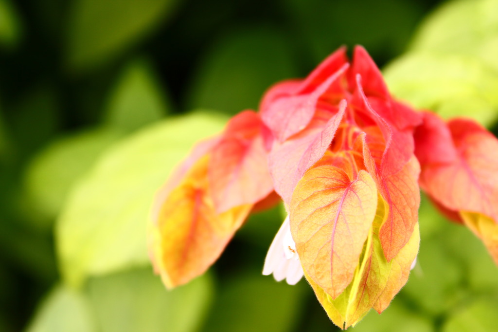 花？葉っぱ？