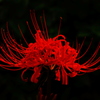 彼岸花２