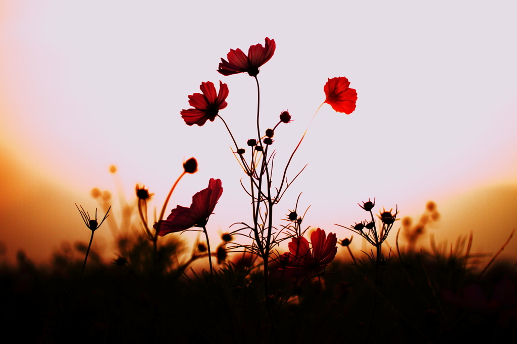 夕刻の秋桜　一