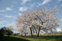 昼休みの桜2
