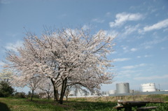 昼休みの桜