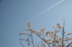 ひこうき雲