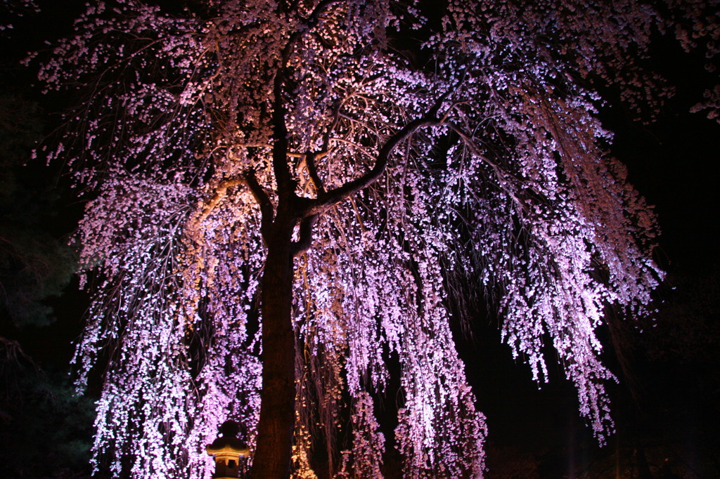 高田のしだれ桜