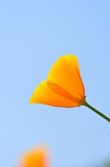 今日という日に一輪の花を
