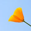 今日という日に一輪の花を