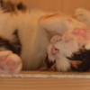 たま駅長のお仕事♪