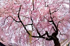 枝垂れ桜の木の下で