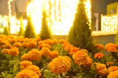 Flower　Garden