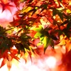 紅の光に染めて