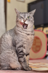 うまかったにゃ！