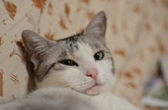 麗し