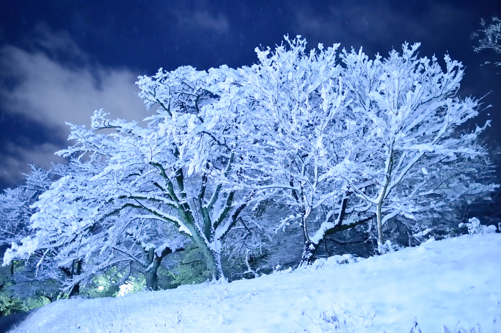 雪月華