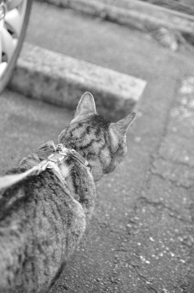いざ、出陣