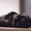 黒猫