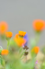 ぼんぼり