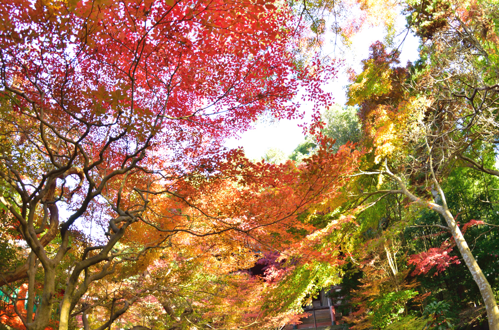 水彩の秋