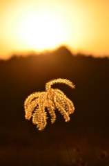 まほろばの夕日