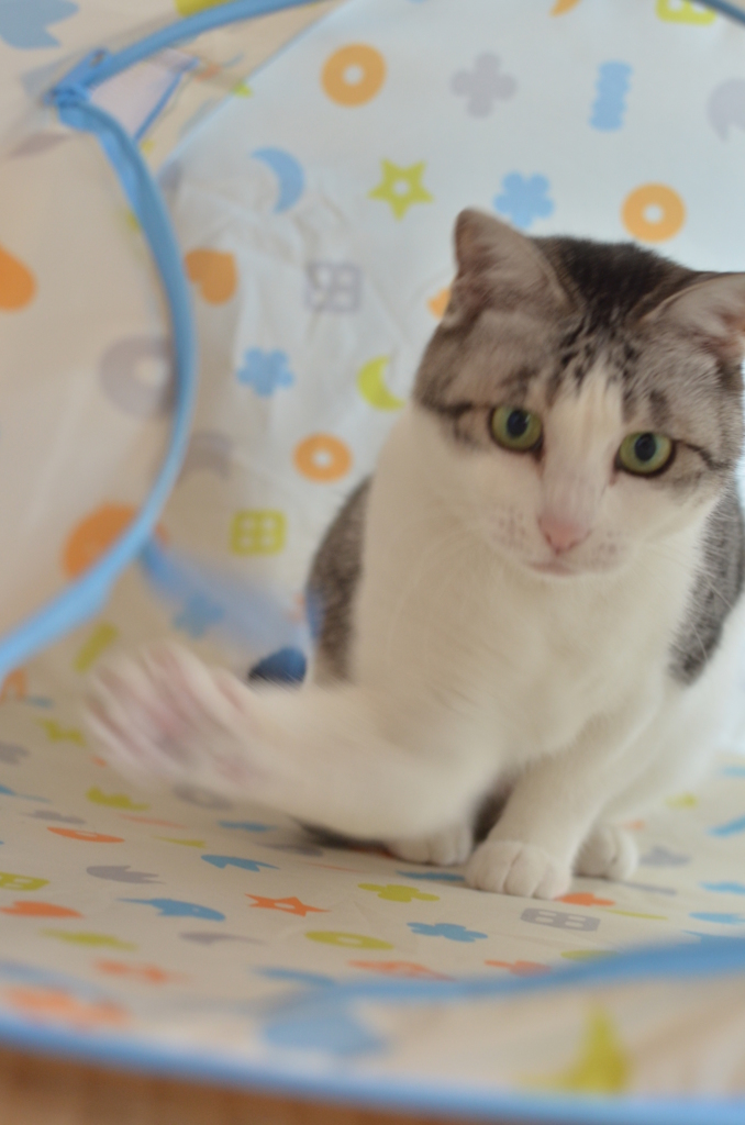 ねこぱんち！！